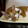 猫カフェにて (13)