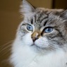 猫カフェにて (16)