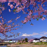 和田川下流の桜