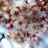 桜群