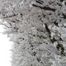 桜の泡