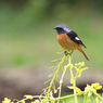 菜の花とジョウビタキ