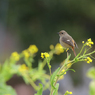 菜の花とジョウビタキ（♀）