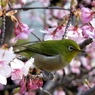桜の園に抱かれて