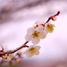 梅香る：写真句