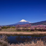 沼川の桜2