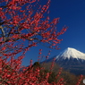 紅梅