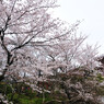清水寺・桜
