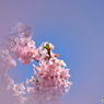 弥生花－９