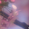 弥生花―10