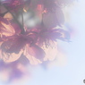 弥生花－11