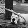 ちゃんと撮るんだワン(^_−)−☆