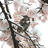 桜、ヒヨドリ、そして雪