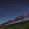 河津桜と星の軌跡