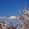 旅写真　梅に富士