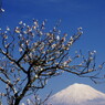 旅写真　梅に富士　Ⅱ