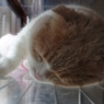 お昼寝中.......(=^・^=)