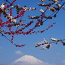 旅写真　梅に富士山　Ⅲ