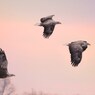 Sunset flight