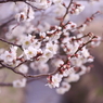 梅香る２：写真句