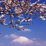旅写真　梅に富士山　Ⅴ