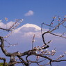 旅写真　梅に富士山　Ⅵ