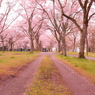 桜散る道