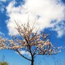花の命は短くて