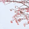 Crimson philosophy