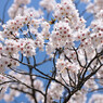 　桜・満開