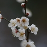 霞城の白梅-1
