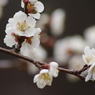 霞城の白梅-2