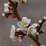 霞城の白梅-3