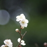 霞城の白梅-4