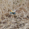 Take off
