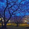 私だけの夜桜