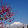 旅写真　梅に富士山　Ⅶ