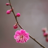 霞城の紅梅-3