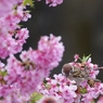 すず桜