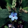 瑠璃花笠　ルリハナガサ