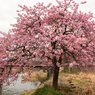 河南大橋の一本河津桜その１