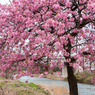 河南大橋の一本河津桜その２