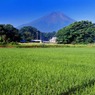 8月定点夏