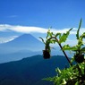 ７月丸山林道富士アザミ