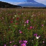 9月忍野内野地区