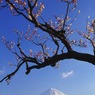 ３月岩本山　梅