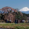 4月神田の大糸桜
