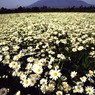 6月シャスターデイジー