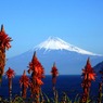１月アロエ