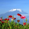６月ポピー